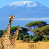 οργανωμένο ταξίδι στη Κένυα απο το ταξιδιωτικό γραφείο diplomat travel